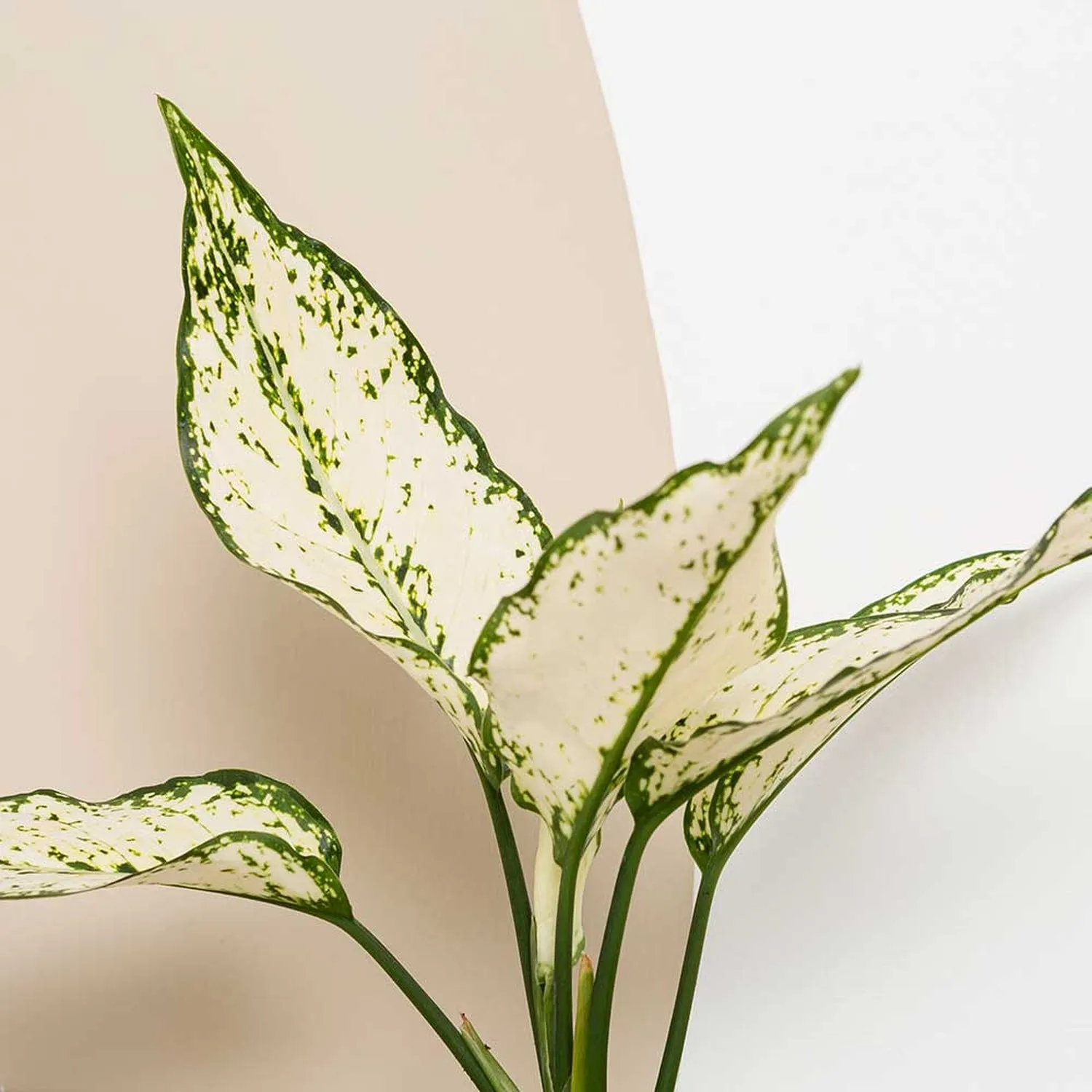 25 - 35cm Aglaonema White Chinese Evergreen 12cm Pot House Plant