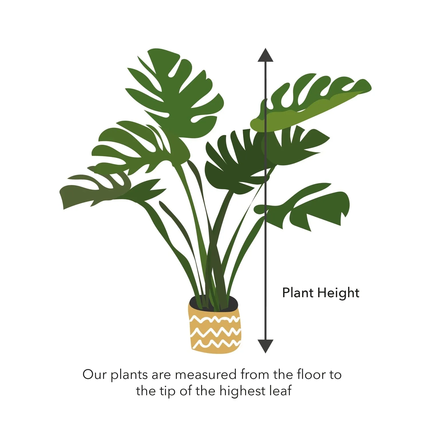 25 - 35cm Aglaonema White Chinese Evergreen 12cm Pot House Plant