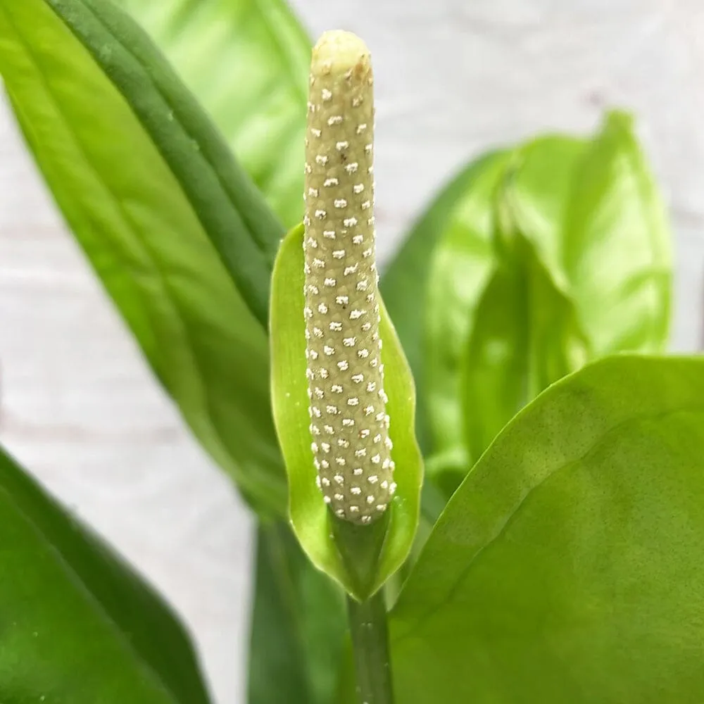 40 - 50cm Anthurium Bakeri 15cm Pot House Plant