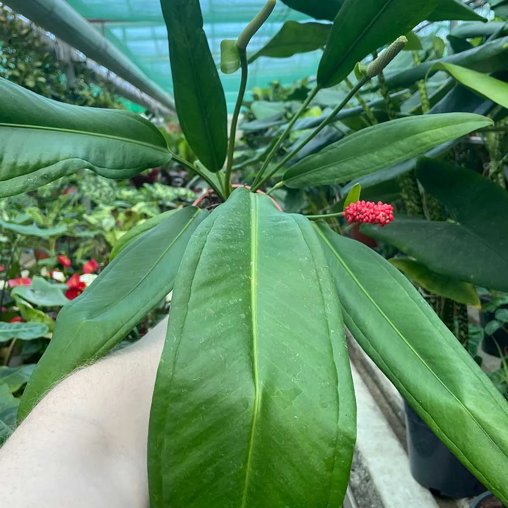40 - 50cm Anthurium Bakeri 15cm Pot House Plant