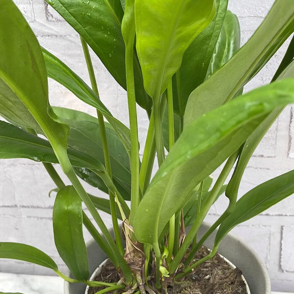 40 - 50cm Anthurium Bakeri 15cm Pot House Plant