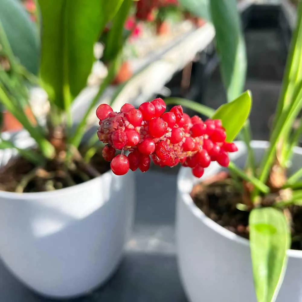 40 - 50cm Anthurium Bakeri 15cm Pot House Plant