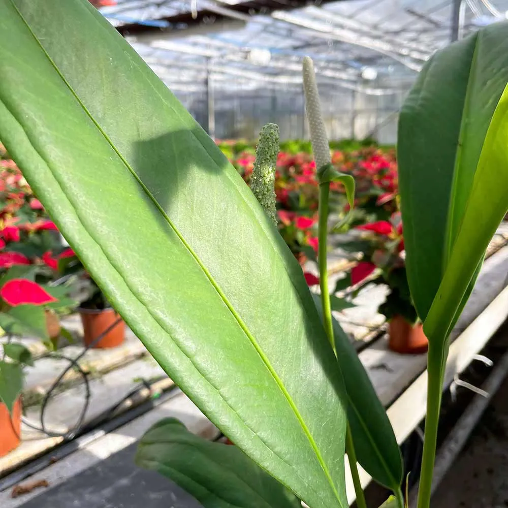 40 - 50cm Anthurium Bakeri 15cm Pot House Plant