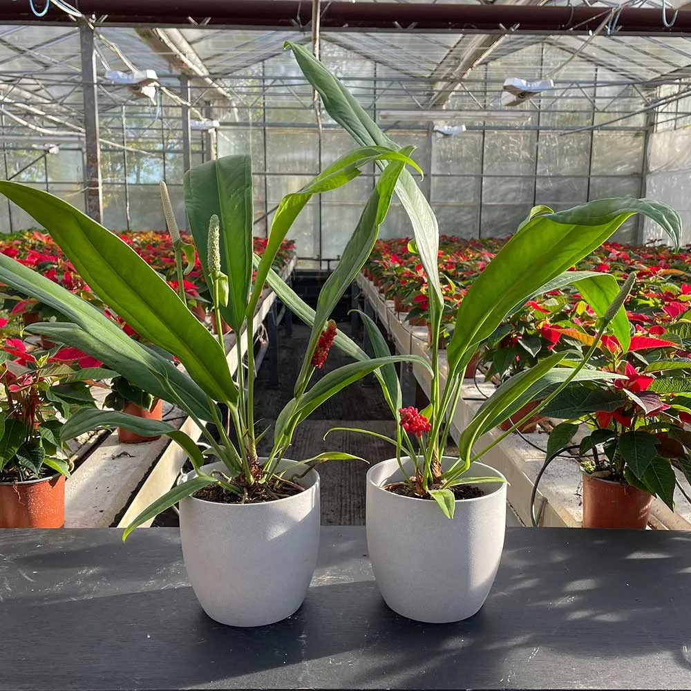 40 - 50cm Anthurium Bakeri 15cm Pot House Plant