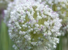 5 Ping Pong - Bonus with any Allium purchase