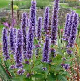 Agastache 'Black Adder' 1qt